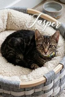 A baby medium-sized male Domestic Short Hair cat named Jasper for adoption in Spring Lake, NJ