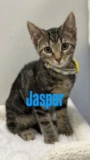 Jasper thumbnail 2
