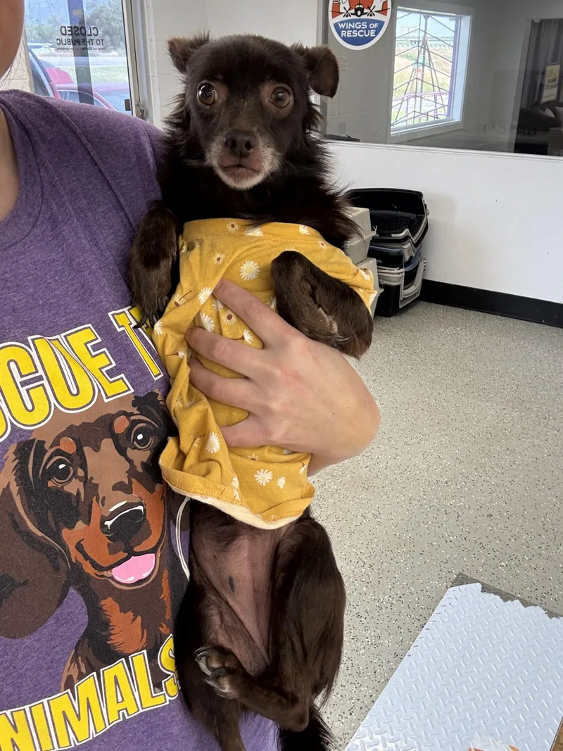 A senior small-sized female Chihuahua dog named Nona for adoption in Blue Springs, MO