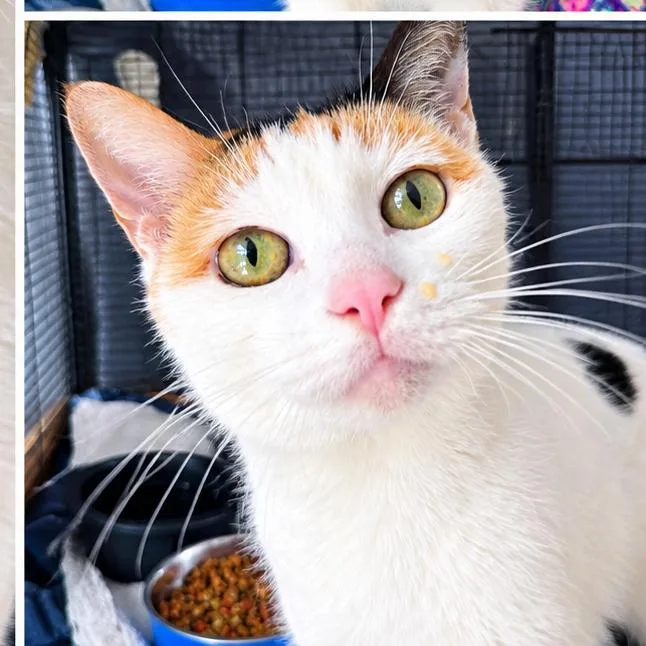 A senior small-sized female Domestic Short Hair cat named Maine for adoption in Birmingham, AL