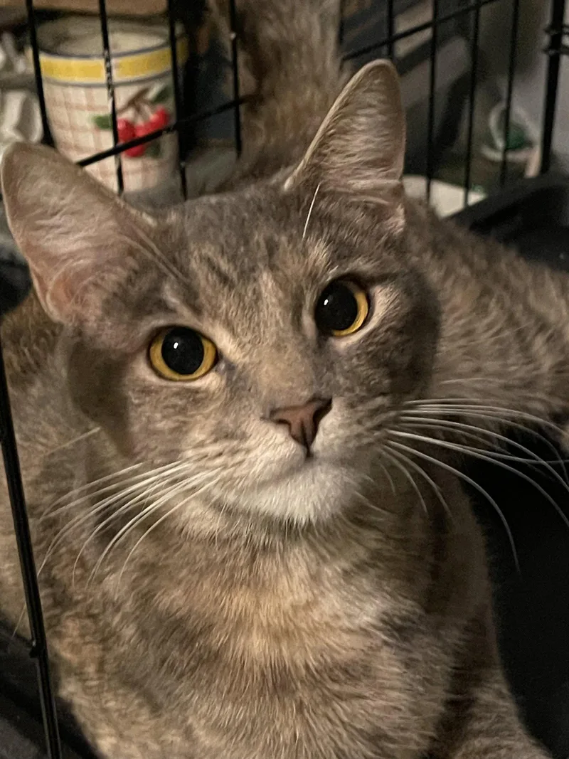 An adult medium-sized female Domestic Short Hair cat named Eva for adoption in Walnut Creek, CA