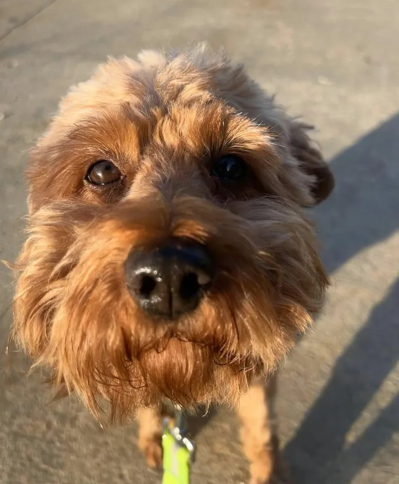 An adult small-sized male Goldendoodle dog named Denny for adoption in North Olmsted, OH