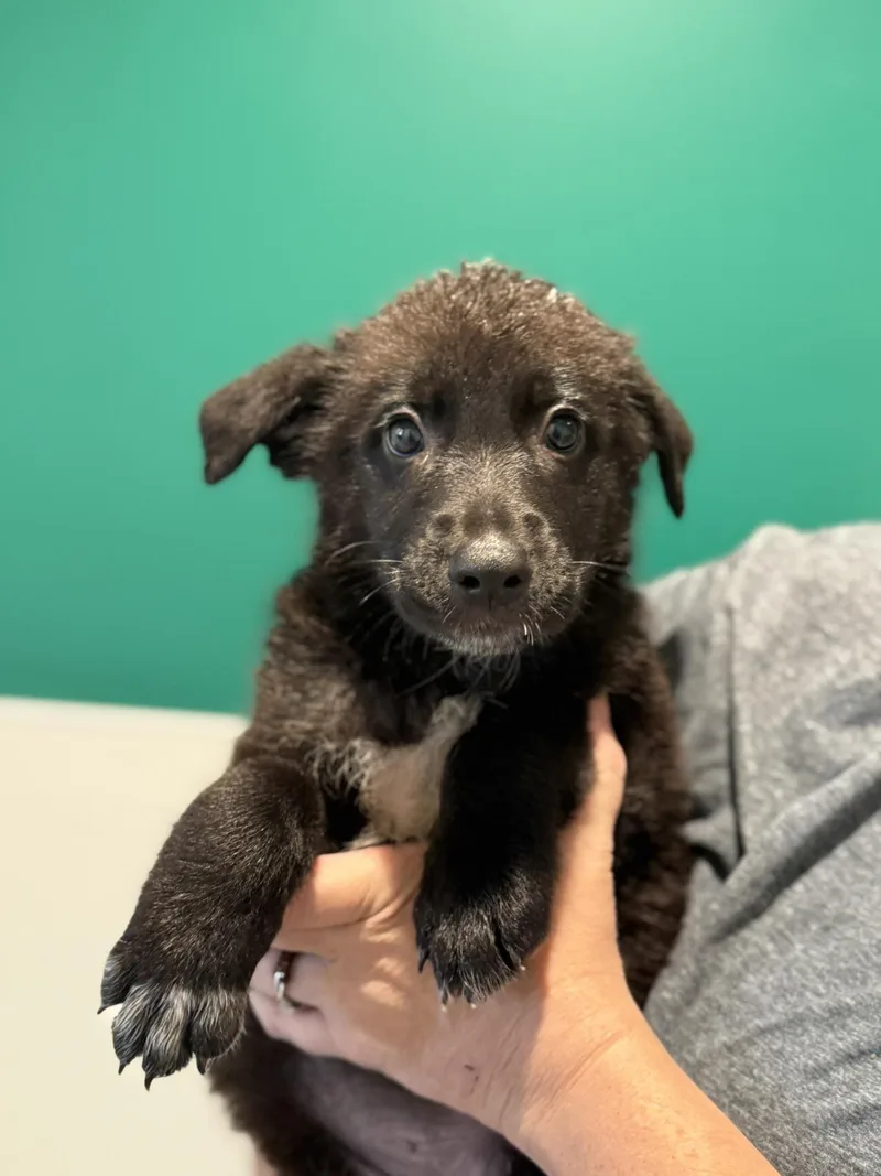 A baby medium-sized male Black German Shepherd Dog dog named Cedar for adoption in Blue Springs, MO