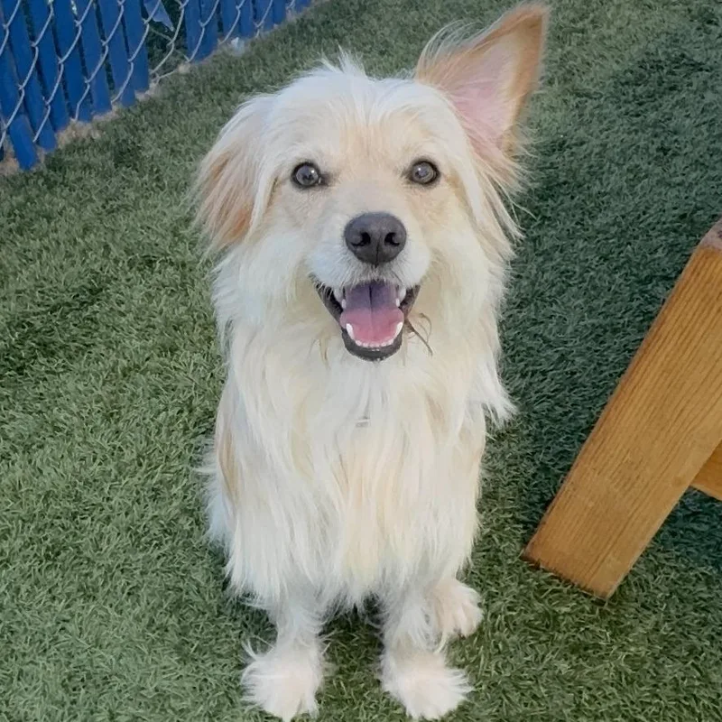 A young medium-sized male Yellow / Tan / Blond / Fawn Terrier dog named Rox for adoption in Hawthorne, CA