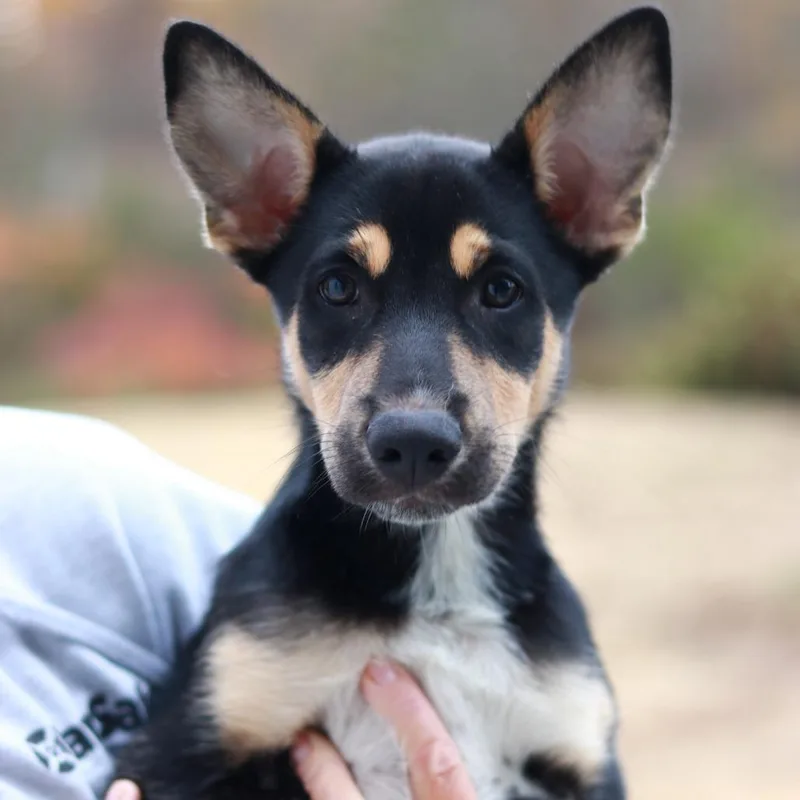 A baby large-sized male Shepherd dog named CT Twig avail Oct for adoption in Eastford, CT