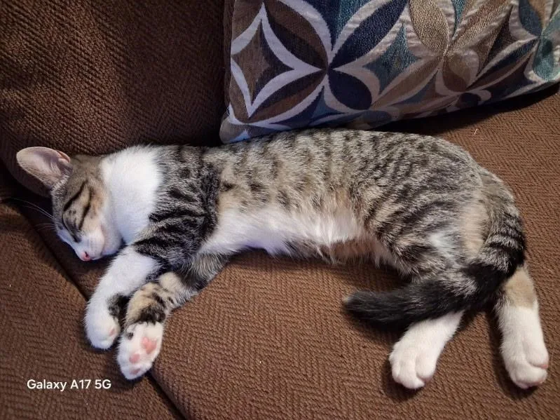 A young medium-sized male American Shorthair cat named Dock for adoption in Lake City, MN