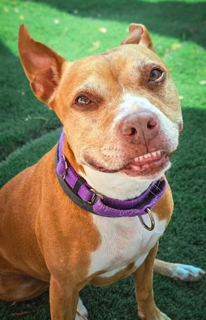 A senior medium-sized female Mixed Breed dog named Ms. Teri for adoption in Key West, FL