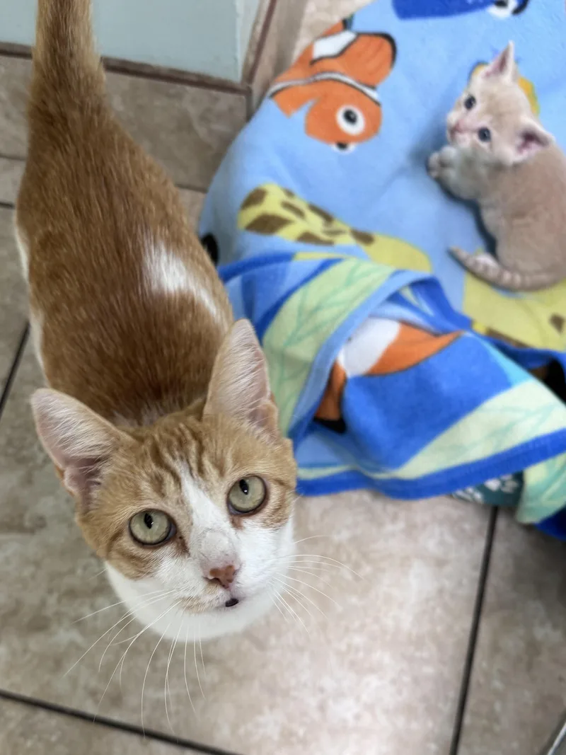 An adult medium-sized female Orange & White Domestic Short Hair cat named Moxie for adoption in Gainesville, FL