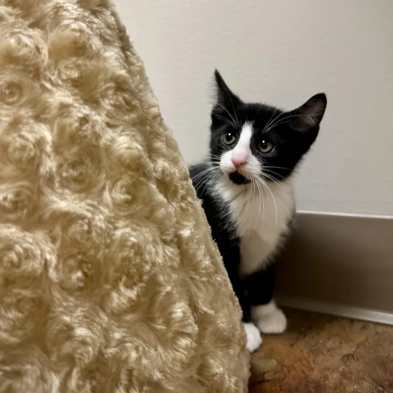 A baby medium-sized male Black & White / Tuxedo Tuxedo cat named Adidas for adoption in Seymour, TN