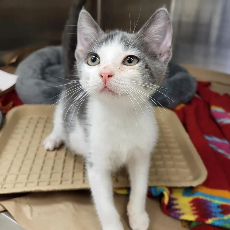 A baby small-sized male Gray / Blue / Silver Domestic Short Hair cat named Billy the cat for adoption in Lake Panasoffkee, FL