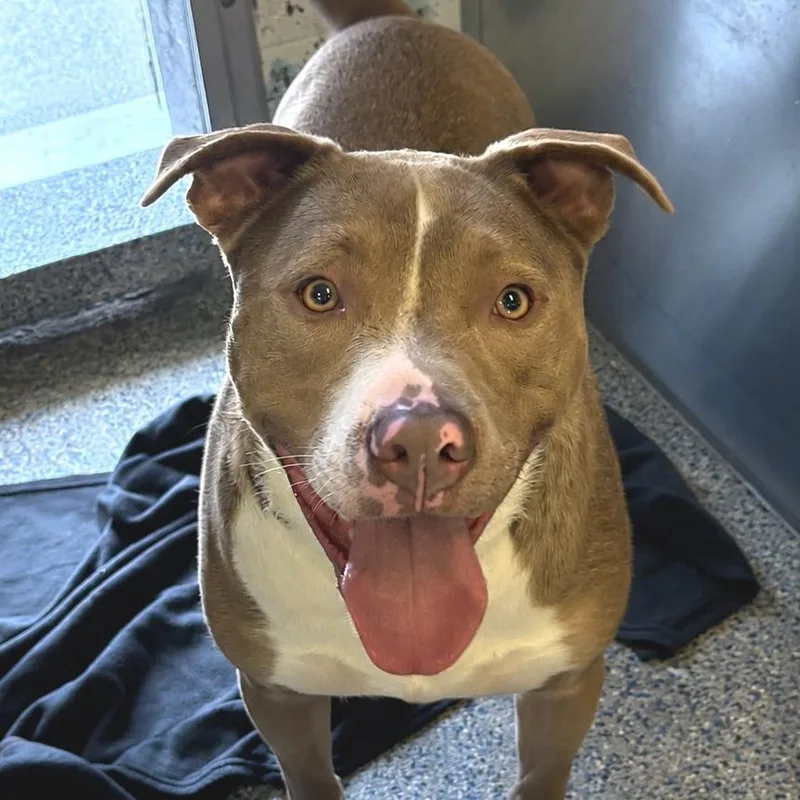 An adult large-sized male Brown / Chocolate Pit Bull Terrier dog named Eaton for adoption in Long Beach, CA