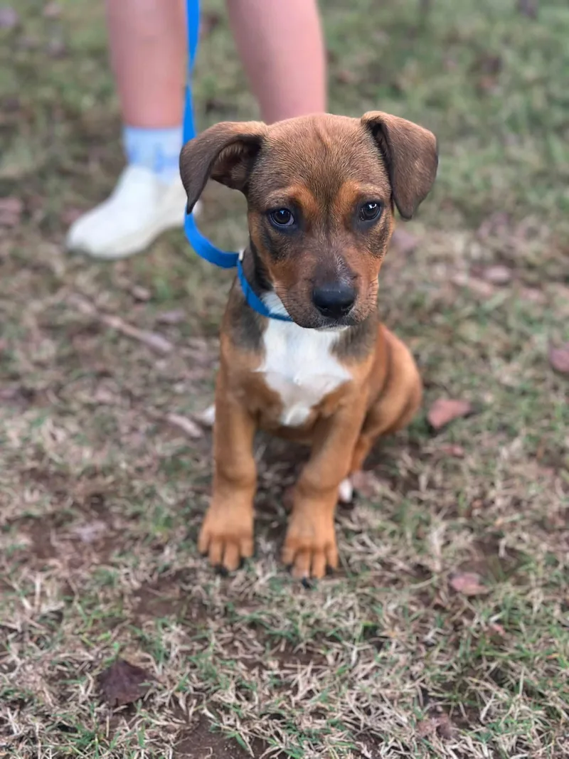 A young medium-sized female Hound dog named Widget for adoption in Greenville, SC