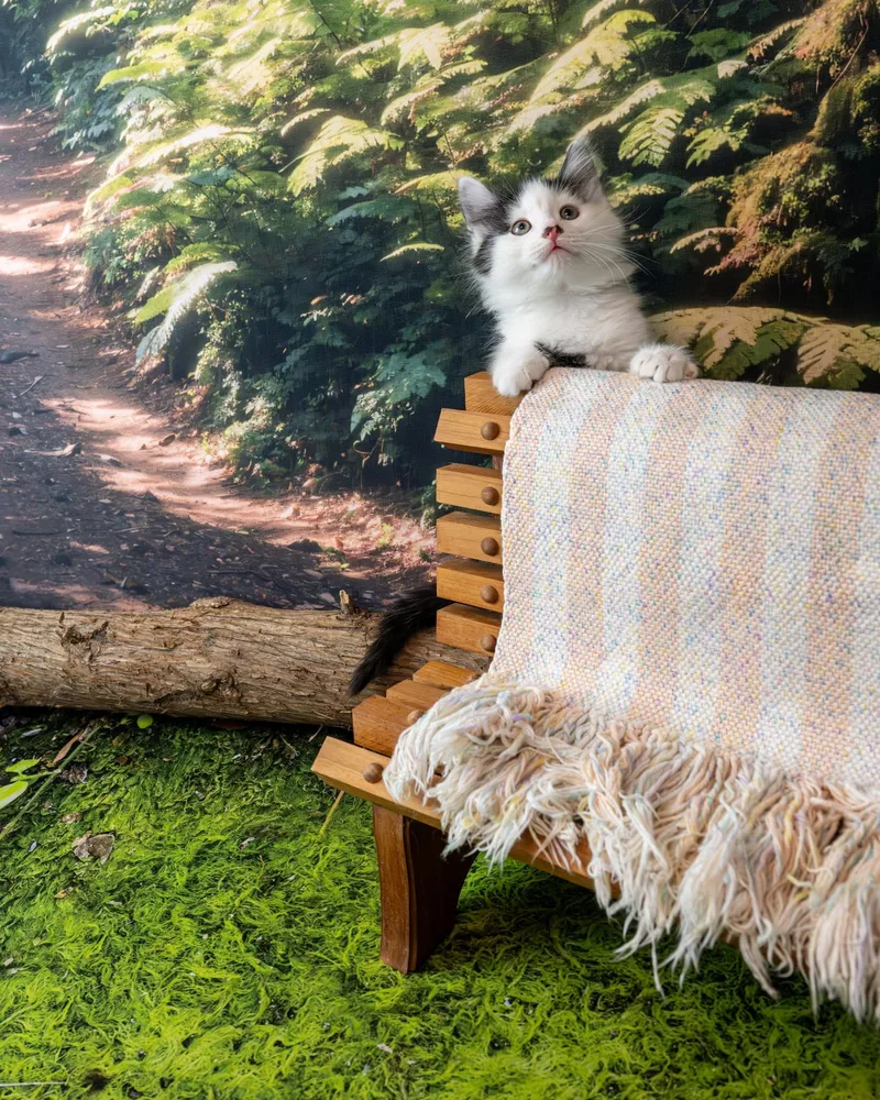 A baby small-sized male White Domestic Medium Hair cat named Bobbi for adoption in Lapeer, MI
