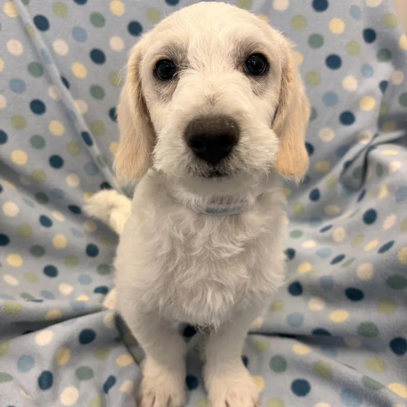 A baby small-sized male White / Cream Terrier dog named Abe for adoption in Long Beach, CA