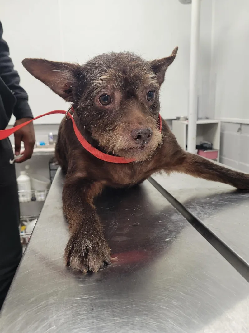 An adult small-sized male Brown / Chocolate Chorkie dog named Gus for adoption in LaPlace, LA
