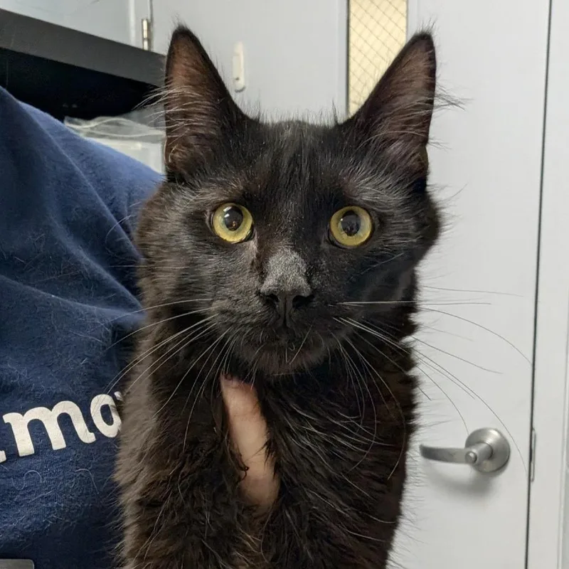 A young medium-sized male Black Domestic Medium Hair cat named Bruce for adoption in Indianapolis, IN