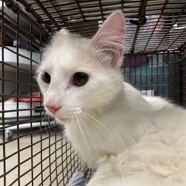 A young medium-sized male Domestic Medium Hair cat named Coconut for adoption in Des Moines, IA