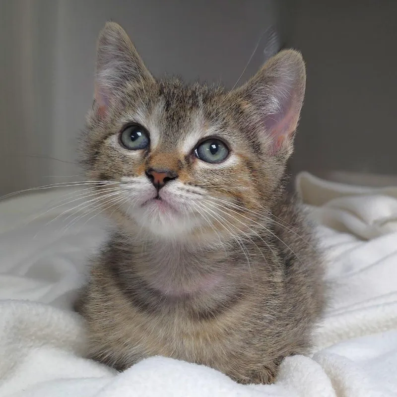 A baby small-sized female Brown / Chocolate Domestic Short Hair cat named Liberty for adoption in Michigan City, IN