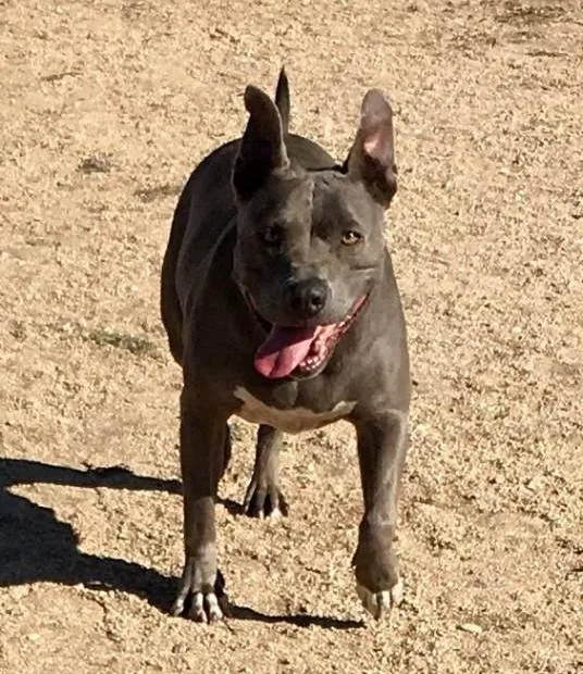 A senior medium-sized female Gray / Blue / Silver Pit Bull Terrier dog named Cordelia for adoption in Ventura, CA