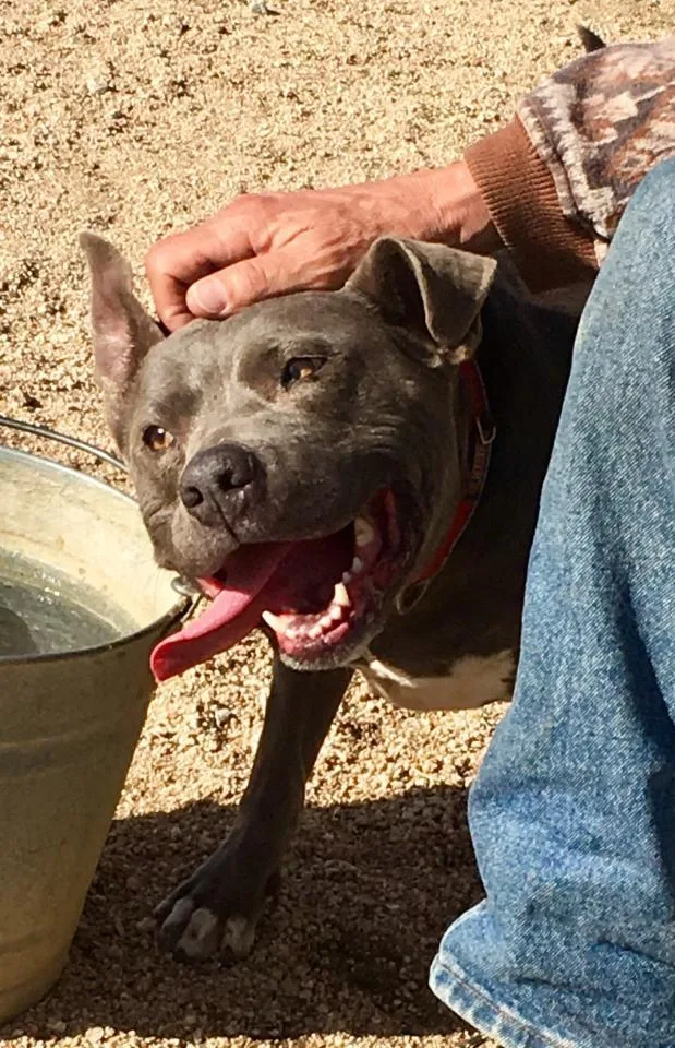 Cordelia thumbnail 4