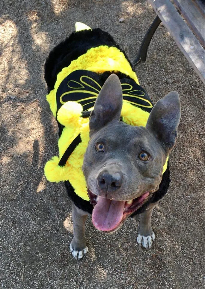 Cordelia thumbnail 5