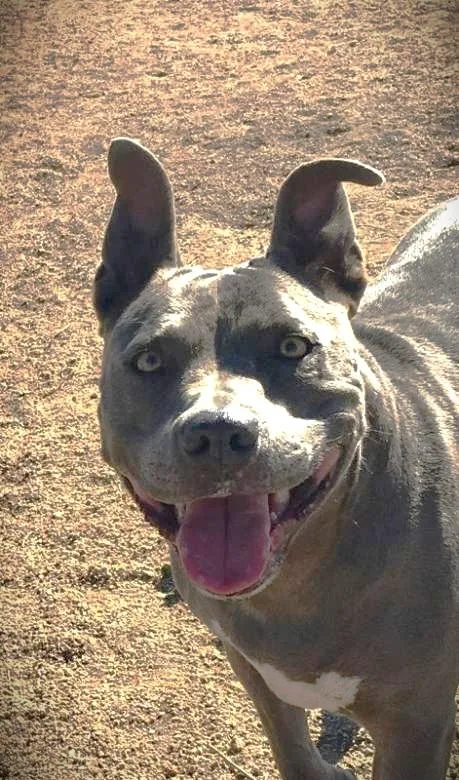 Cordelia thumbnail 6