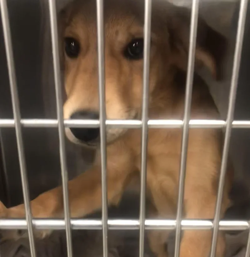 A baby medium-sized female Golden Mixed Breed dog named Goldie for adoption in Parma, OH