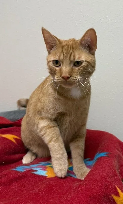 An adult medium-sized male Domestic Short Hair cat named Tiger for adoption in Yankton, SD