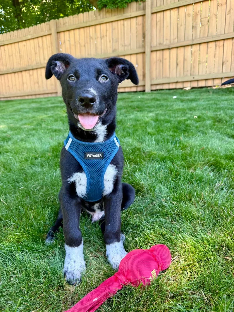 A baby medium-sized male Black Shepherd dog named Gus for adoption in Vandergrift, PA