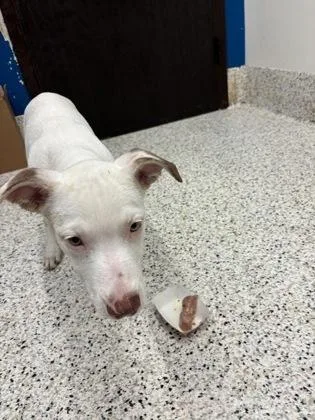 A baby small-sized male Mixed Breed dog named Hoopin Harry for adoption in Atlanta, GA