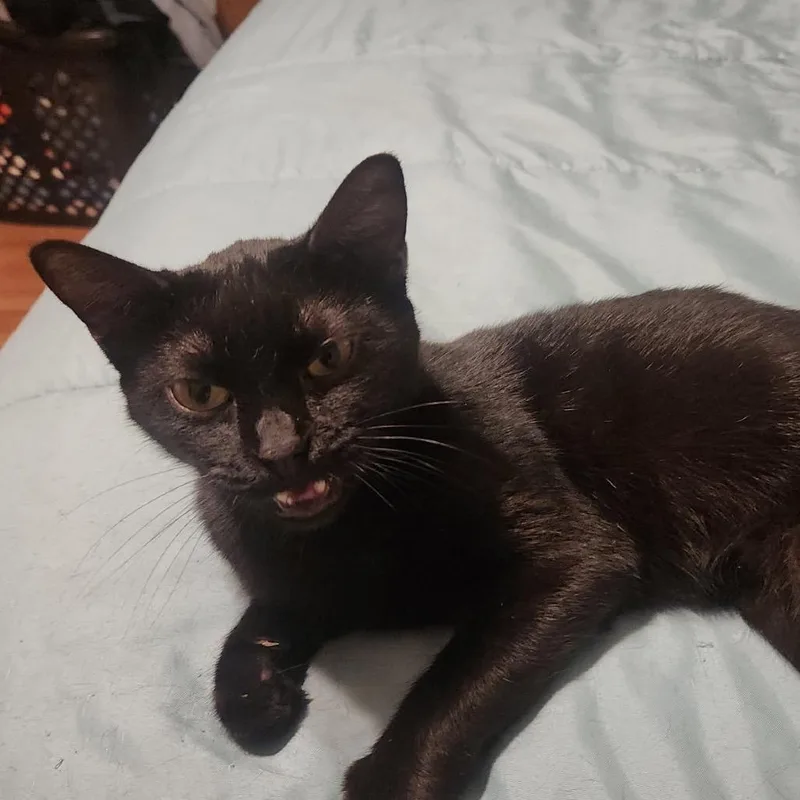 A senior medium-sized female Black Domestic Short Hair cat named Tivali for adoption in Waco, TX