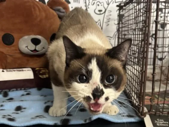 A young small-sized female Siamese cat named A for adoption in San Pedro, CA