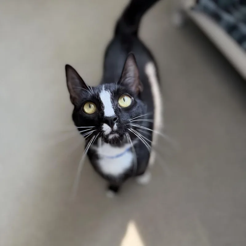 An adult medium-sized male Black American Shorthair cat named Hades for adoption in Hamburg, NY
