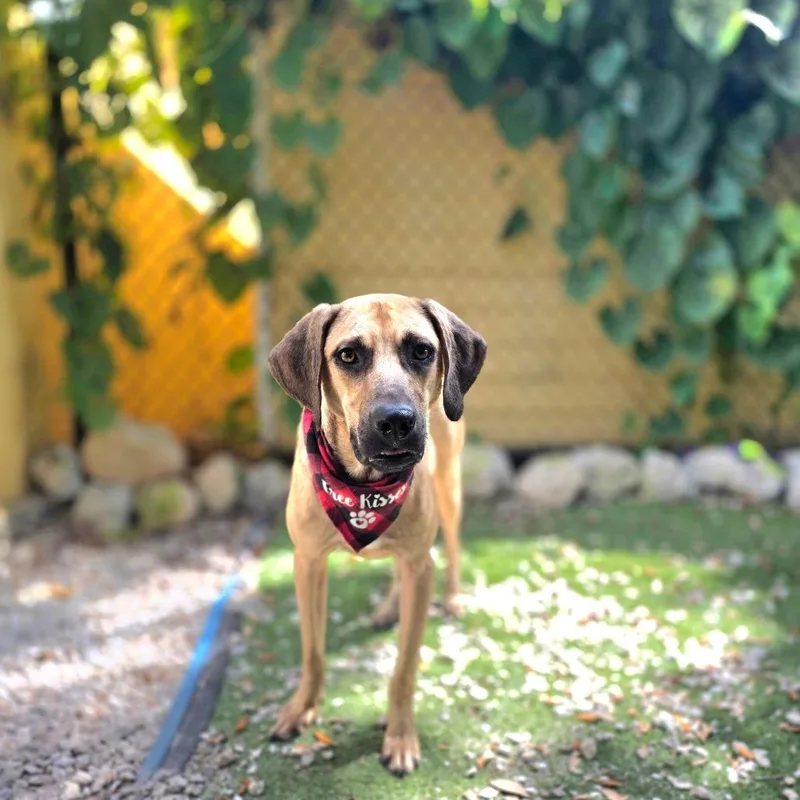 An adult medium-sized male Mixed Breed dog named Apple Jack for adoption in Port Charlotte, FL