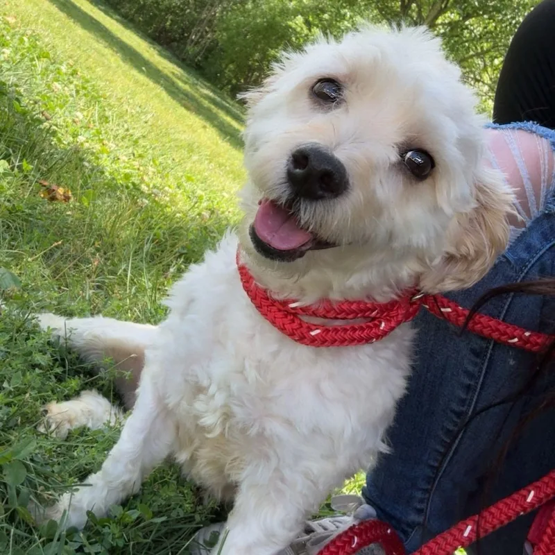 A young small-sized male White / Cream Shih Tzu dog named Bexley for adoption in Youngstown, OH