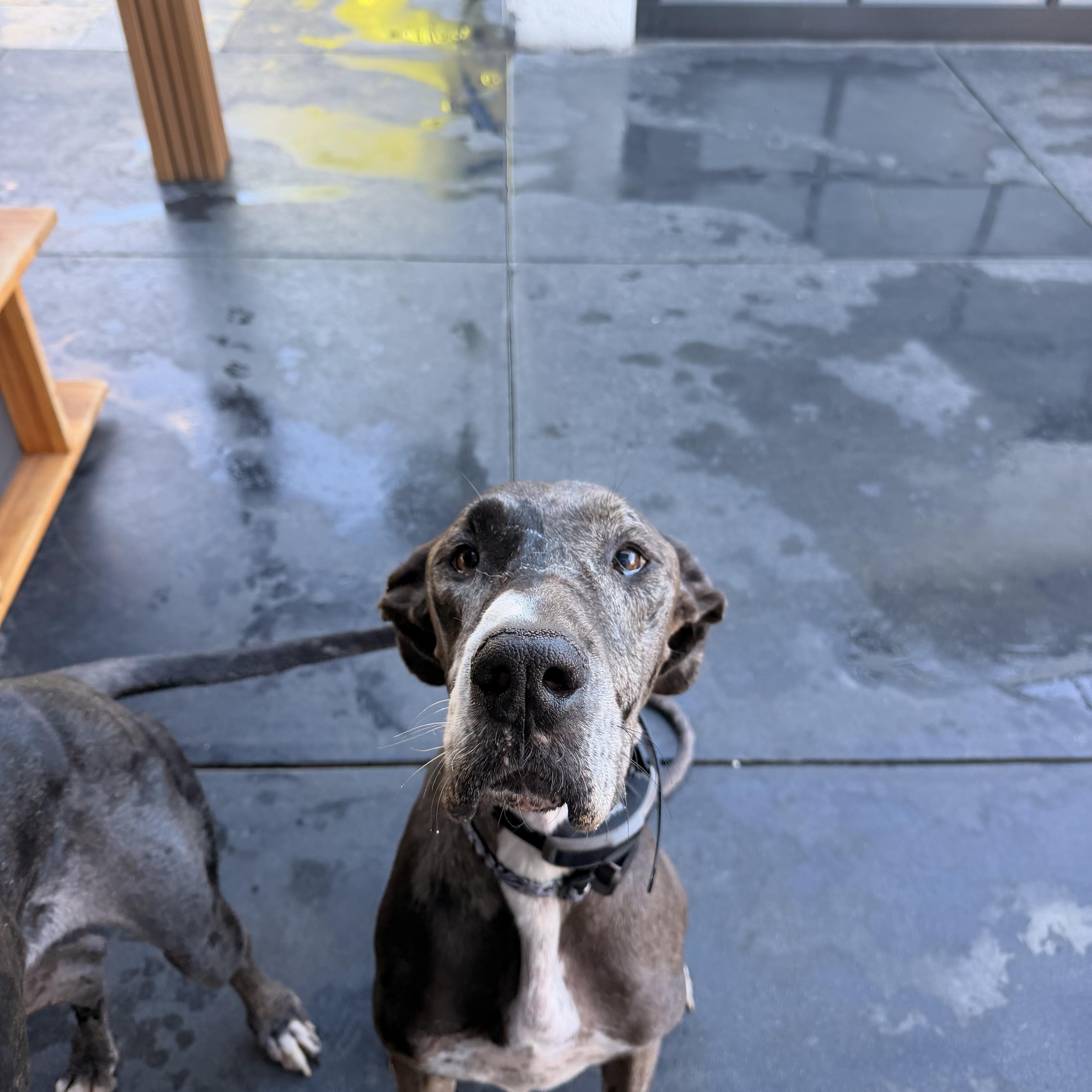 An adult extra large-sized female Great Dane dog named Bailey for adoption in Long Beach, CA