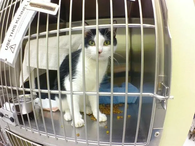 A young small-sized male Domestic Short Hair cat named Charlie Swan for adoption in Omaha, NE