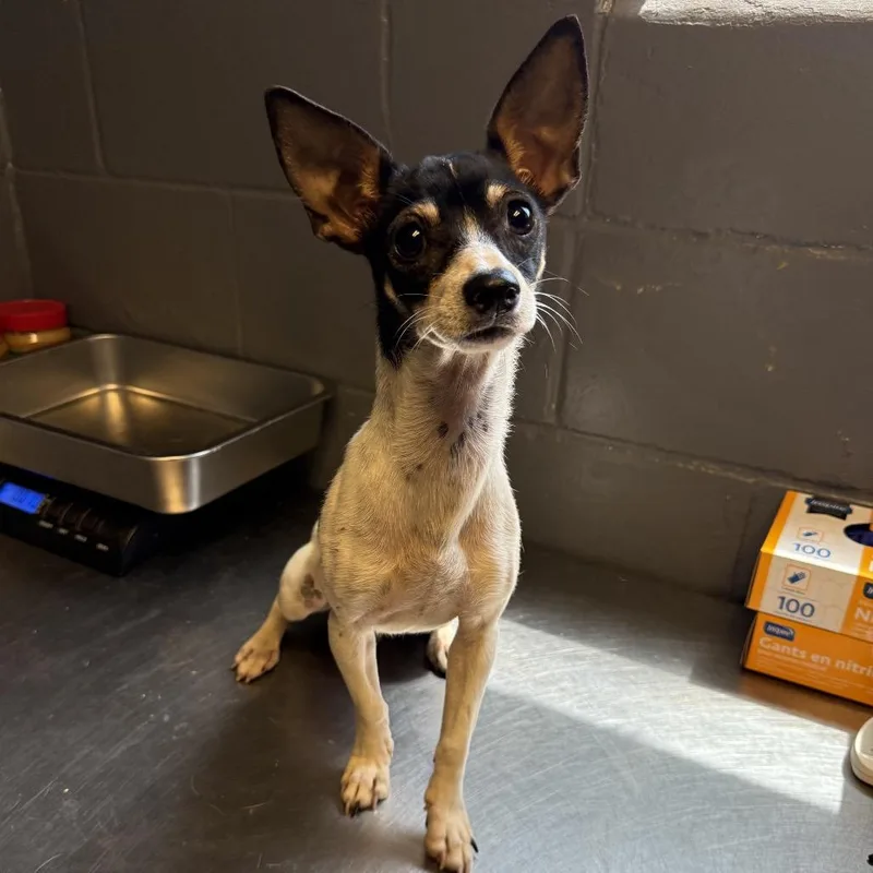 A young small-sized female White / Cream Chihuahua dog named TUSCStray for adoption in Tuscaloosa, AL