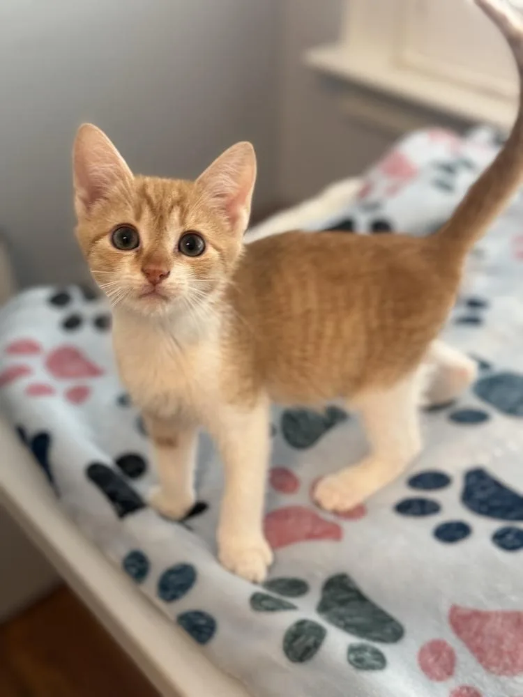 A baby small-sized male Orange & White Domestic Short Hair cat named Pasha for adoption in Emerald Isle, NC