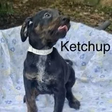 A baby medium-sized male Plott Hound dog named Ketchup for adoption in Albany, NY
