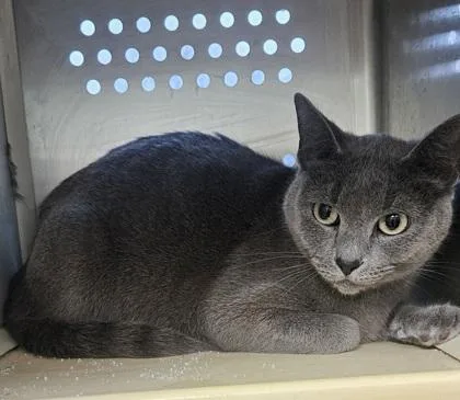 A young small-sized female Domestic Short Hair cat named Grey Catbird for adoption in Pendleton, OR