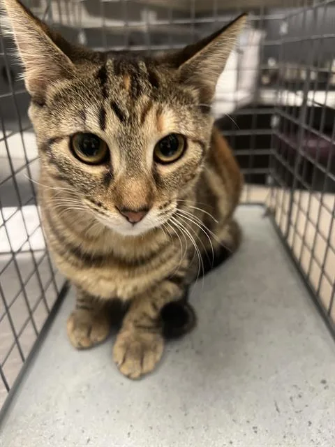 A young small-sized female Domestic Short Hair cat named Coco for adoption in Las Vegas, NV