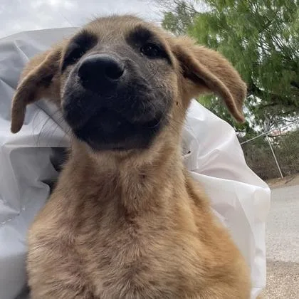 A baby large-sized male Anatolian Shepherd dog named Blaze for adoption in Morton Grove, IL