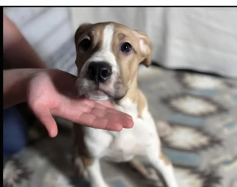 A baby large-sized male Tricolor (Brown, Black, & White) Shepherd dog named Floyd Dawgs :baptiste for adoption in Aurora, IN