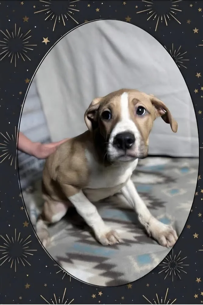Floyd Dawgs :baptiste thumbnail 2
