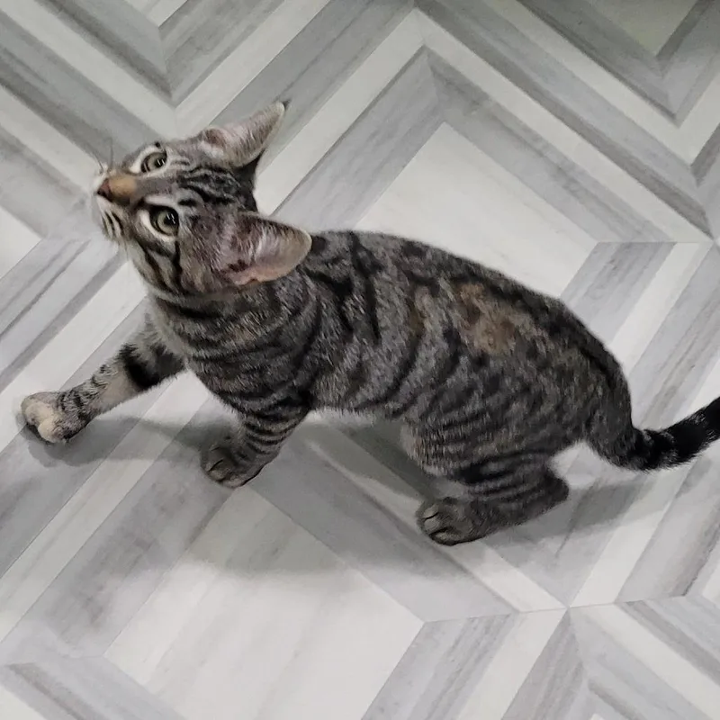 A baby small-sized female Brown / Chocolate Domestic Short Hair cat named Chetco for adoption in Coos Bay, OR