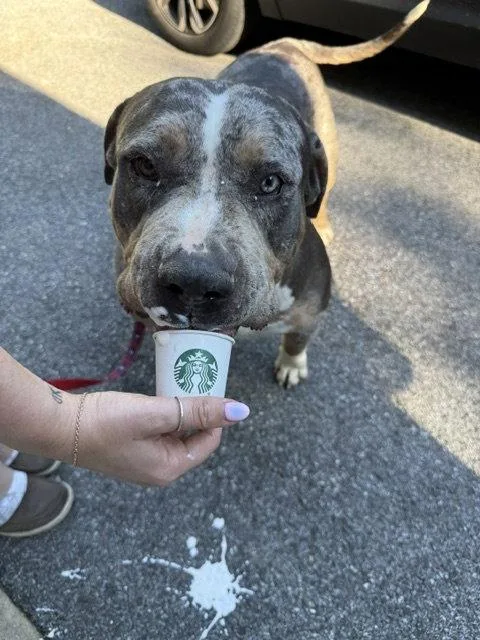 An adult large-sized female American Staffordshire Terrier dog named Minnie for adoption in Baltimore, MD