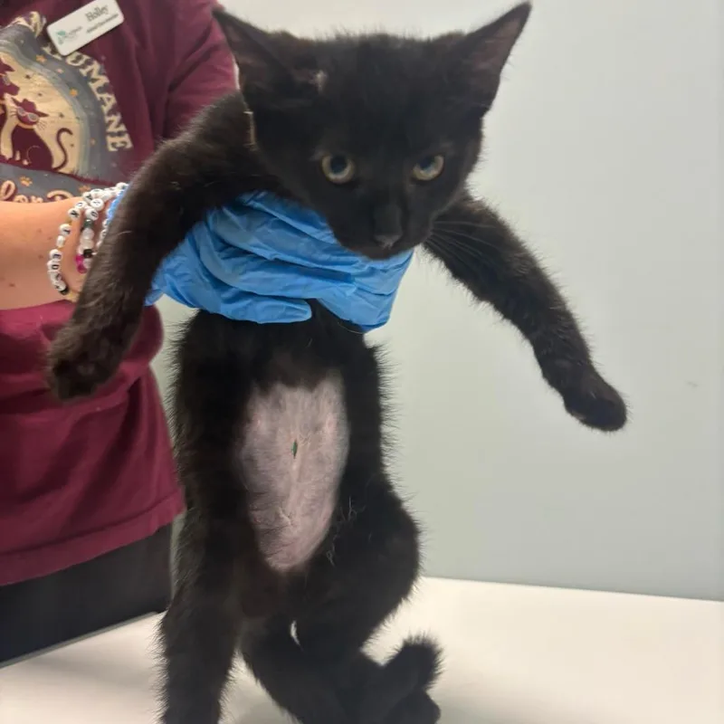 A baby small-sized female Black Domestic Short Hair cat named Kris for adoption in Mooresville, NC