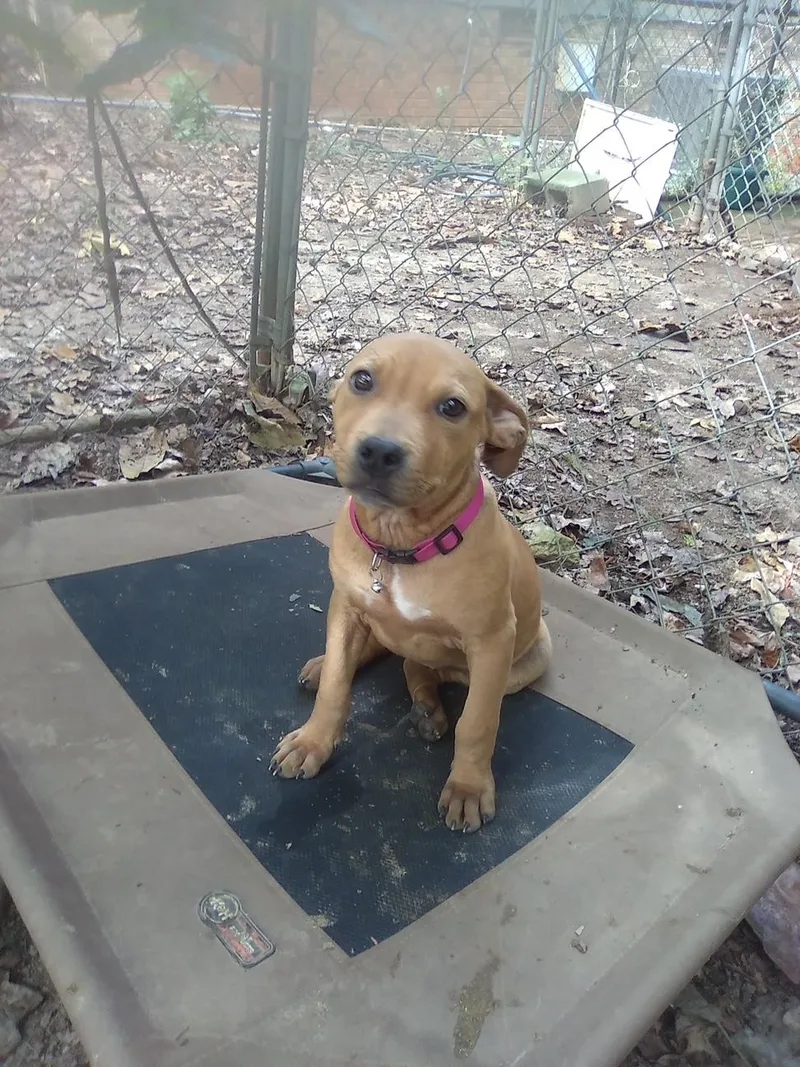 A young medium-sized female Apricot / Beige Mixed Breed dog named Dumplin for adoption in Charlotte, NC