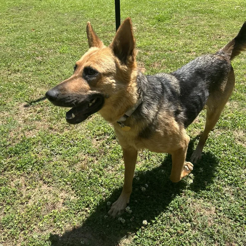 An adult medium-sized female Brown / Chocolate Mixed Breed dog named Aniya for adoption in Auburn, AL